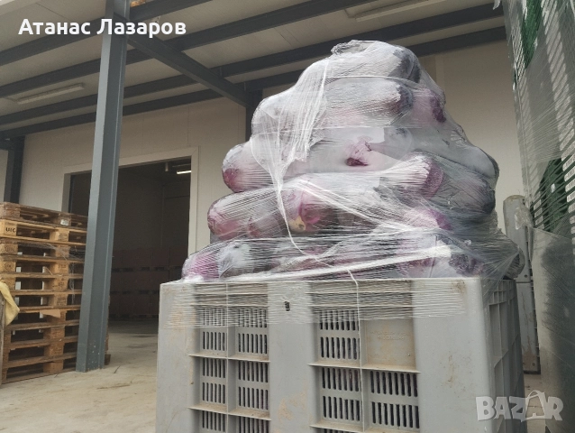 Продавам ЧЕРВЕНО ЗЕЛЕ на едро., снимка 4 - Разсади - 52816551