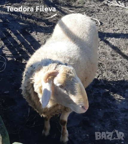 Продавам коч, снимка 7 - Овце - 53257900