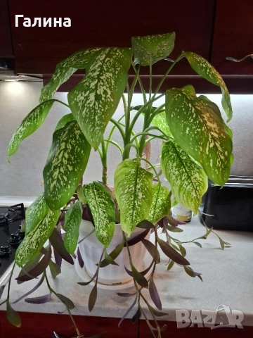 Дифенбахия в комбинация пурпорно сърце., снимка 5 - Стайни растения - 51715363
