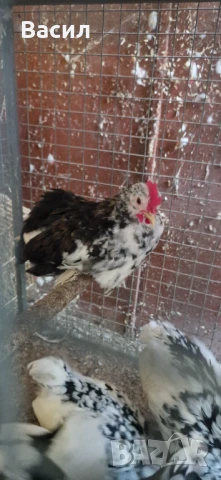 Млади петлета , снимка 7 - други­ - 51004870