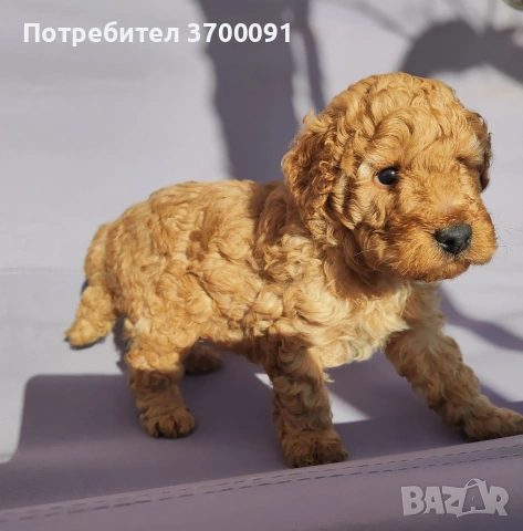 пудел / мини пуделче , снимка 5 - Пудели - 53075675