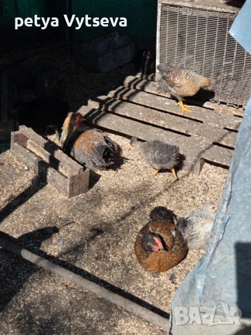 Продавам ярки и пилета, снимка 7 - Кокошки и пуйки - 54312689