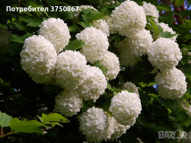 🩷🌿🌸 Калина „Снежна топка“ (Viburnum opulus ‘Roseum’ / “Boule de Neige”), снимка 3 - Градински цветя и растения - 54037022