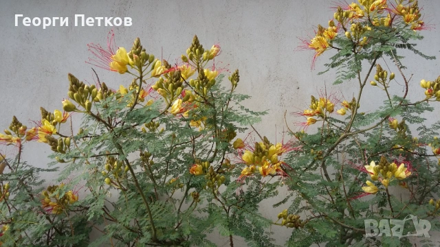 Цезалпиния-Жълта Райска Птица, снимка 3 - Градински цветя и растения - 53382162