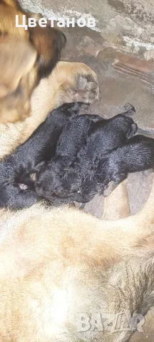 Чистокръвни немски овчарки, снимка 9 - Немска овчарка - 49585094