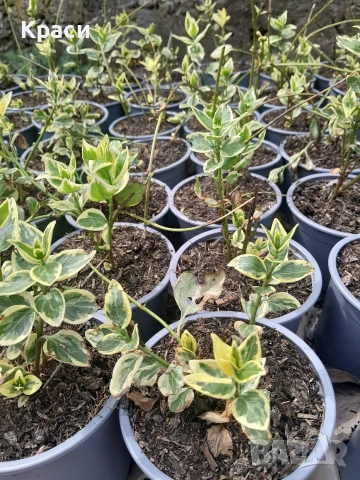 Винка пъстра., снимка 2 - Градински цветя и растения - 54201279