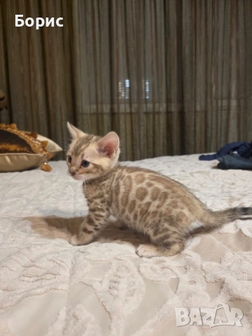 Бенгалско коте