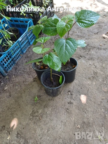 КЛЕРОДЕНДРОН ЦЕНА 5 Евро , снимка 3 - Градински цветя и растения - 50542899