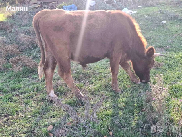Телета (крави), снимка 7 - Крави - 52690607