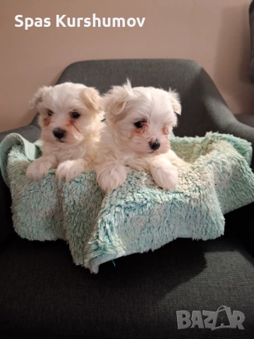 Продавам малтйска болонка, снимка 5 - Болонка - 53082970