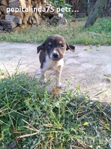 Adopt a puppy.4 кеченца бяха изхвърлени !търсим осиновители, снимка 4 - Изгубени/намерени - 56137494