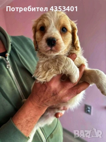 продават се, снимка 5 - Кокер шпаньол - 53135236