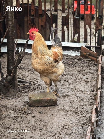 Петли, снимка 3 - Кокошки и пуйки - 52912712