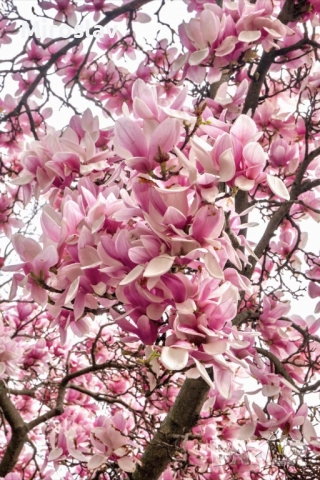 Магнолия Пинки (НОВО)/100-120см, снимка 2 - Градински цветя и растения - 52074975
