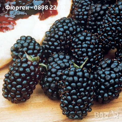 Гиганска Къпина без бодли- Дирксен, 'Mora Dirksen'