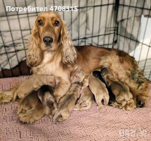 Кокер шпаньол момче родословен баща, снимка 11 - Кокер шпаньол - 54005705