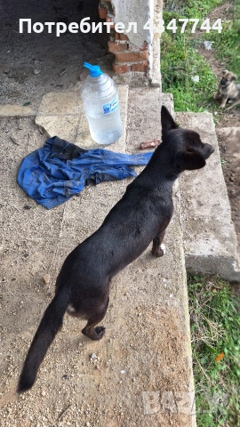 Подаряват се 6 малки кученца. , снимка 10 - Други - 53070675