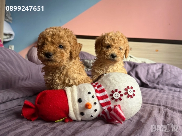 Пудел той, снимка 3 - Пудели - 52751792