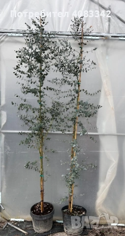 Евкалипт Студоустойчив , снимка 2 - Градински цветя и растения - 50375451