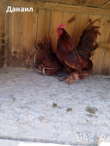 Холандска гащата, снимка 3 - други­ - 54248352