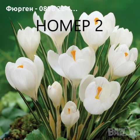  Минзухар - луковици  , снимка 2 - Разсади - 51517262