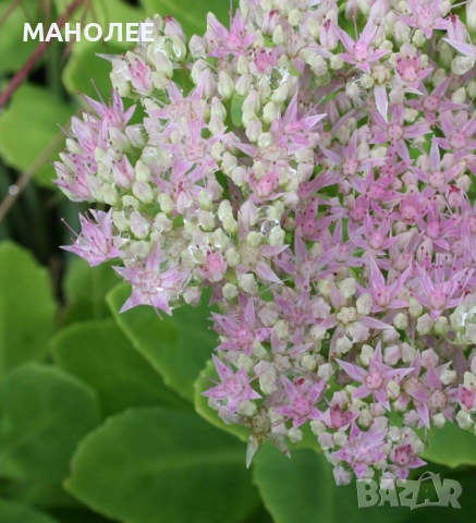 🌼💐🪴Дебела мара🪴💐🌼💐