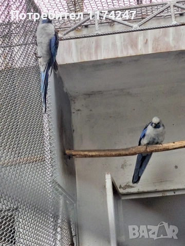 Сини пенантови розели, снимка 4 - Папагали - 52571258