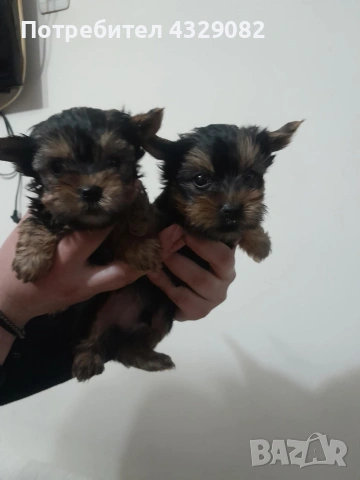 Продавам мини йоркита , снимка 4 - Йоркширски териер - 53928336