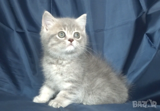 Британски късокосмести котата