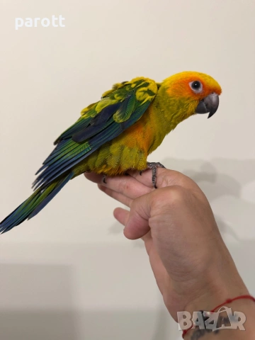 Ръчно хранена Слънчева Аратинга, снимка 4 - Папагали - 54313601