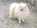 Померан , снимка 3