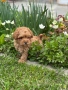 Той пудел / Toy poodle, снимка 2