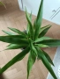 Юка, драцена, сингониум, шефлера, сансивиера, снимка 6