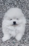 Померан момче , снимка 2