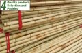 100 броя бамбукови семена от декоративен бамбук Moso Bamboo зелен МОСО БАМБО за декорация и украса b, снимка 18