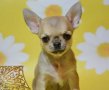Чихуахуа момиче, снимка 3