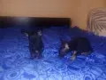 Мини пинчер.... , снимка 1