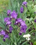 Цвете Ирис за градината , снимка 1