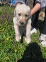 Малки Лабрадор ретривър , снимка 3