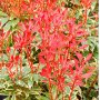 Пиерис-(pieris japonica)(4-сорта), снимка 1 - Градински цветя и растения - 32197304
