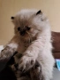 Уникални персийски котенца , снимка 3