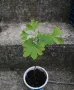 Гинко билоба (Ginkgo biloba), снимка 5