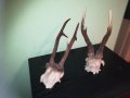 рога-2 чифта-внос швеция 2310201843, снимка 11