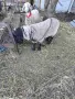 продавам суфолк коч, снимка 2