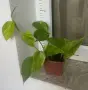 Епипремнум  Hicolor, снимка 3
