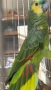 Продава женска синьочела амазона, снимка 7