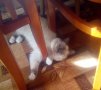 Бирманска свещена котка - търся мъжки котарак за продължаване на рода, снимка 2