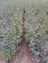 Лигуструм ( Ligustrum Ovalifolium)  на гол корен, снимка 3
