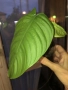 Philodendron Tenue , снимка 4
