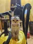 клепоуха сребърна чинчила
, снимка 1